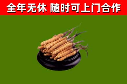 荷塘区回收散虫草